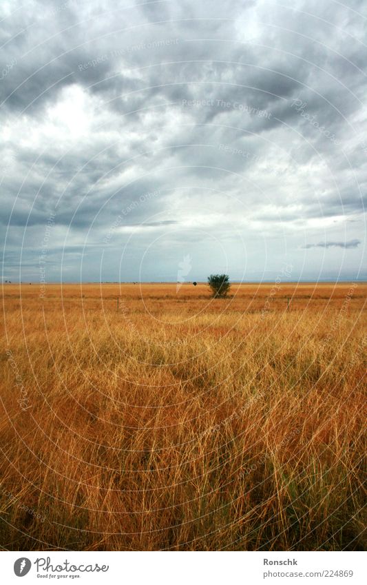 Free field Nature Sky Clouds Storm clouds Field Loneliness Movement Moody Exterior shot Deserted Contrast Grass Far-off places Clouds in the sky Copy Space top