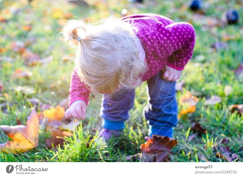 Trash! 2017 | Little Discoverer Human being Feminine Child Toddler Girl 1 - 3 years Multicoloured Autumn Autumnal Autumn leaves Adventurer Back-light Sunlight