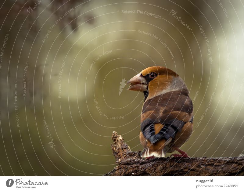 hawfinch Environment Nature Animal Spring Summer Autumn Beautiful weather Plant Tree Garden Park Meadow Field Forest Wild animal Bird Animal face Wing Claw