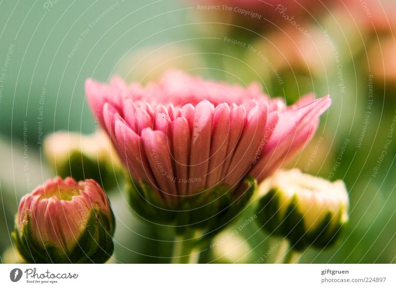 spring greeting Environment Nature Plant Spring Flower Blossom Blossoming Esthetic Fresh Beautiful Pink Happiness Joie de vivre (Vitality) Anticipation