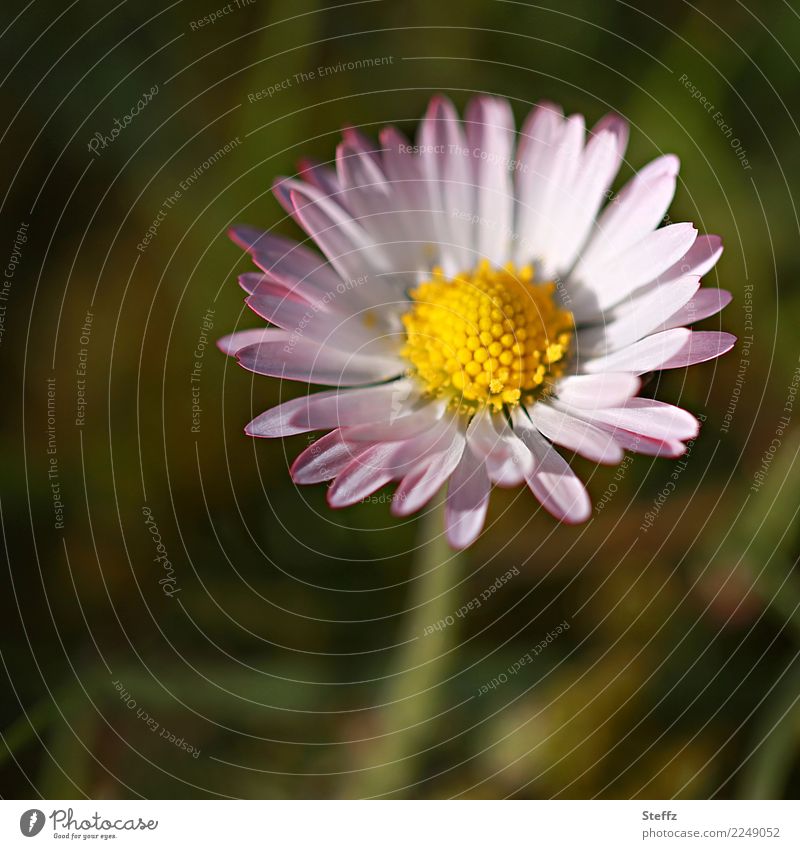 Pink Daisy Bellis perennis Spring flower Flower Simple ordinary wild flower native wildflower common daisy Domestic native wild plant indigenous plants
