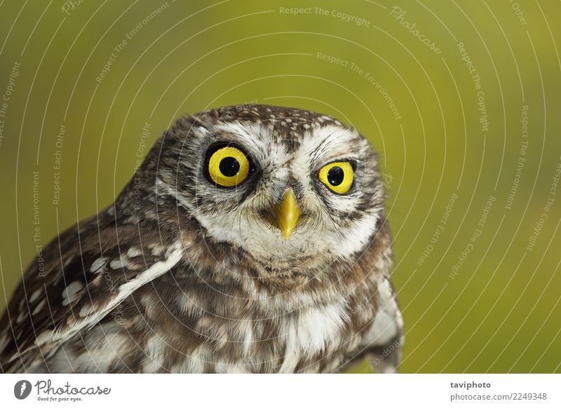 portrait of cute little owl Beautiful Face Nature Animal Bird Small Funny Natural Cute Wild Brown Yellow Green Wisdom Colour Owl background wildlife eye