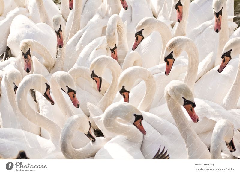 Swans in Krakow Environment Nature Animal Wild animal Wing Group of animals Herd Flock Communicate Esthetic Bright Cuddly Funny Wet Many White Colour photo