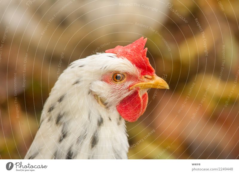 Portrait of a chicken in side view Agriculture Forestry Nature Animal Pet Farm animal Bird Barn fowl 1 Observe Looking Aggression Natural Egg excchequer