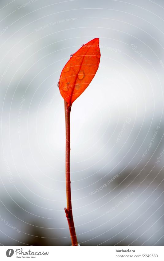 Grow and thrive, steady. Plant Drops of water Winter Climate Snow Leaf Fight Stand Cold Wet Red Moody Power Colour Nature Survive Environment Transience Growth