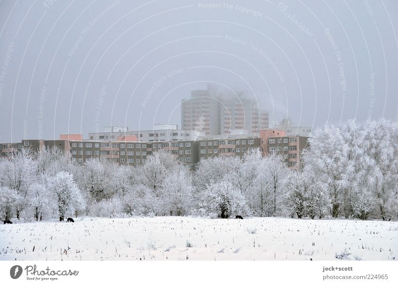 Winter rest on the outskirts of town Sky Bad weather Fog Frost Snow Tree Field Marienfelde Outskirts Tower block Facade Cold Modern White Moody Calm Environment