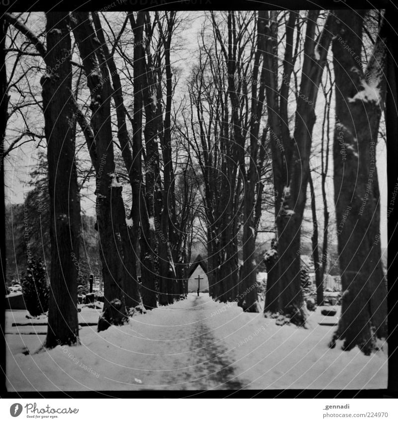 curriculum vitae Environment Landscape Winter Tree Avenue Chapel Cemetery Lanes & trails Dirty Dark Authentic Gloomy Gray Sadness Grief Death Trend-setting