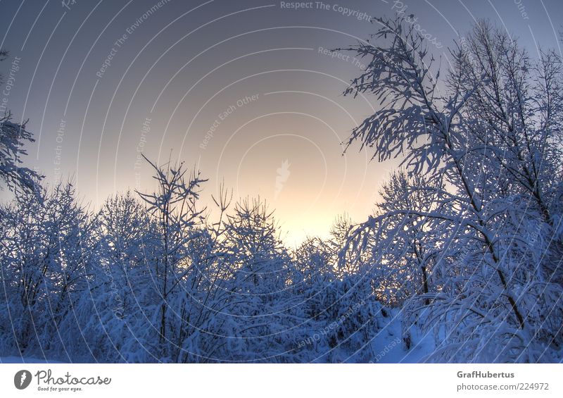 winter wonderland Nature Cloudless sky Winter Climate Beautiful weather Ice Frost Snow Plant Bushes Forest Cold Blue White Calm Environment Colour photo