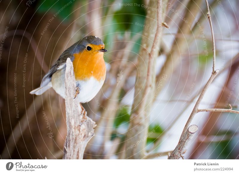 robin Environment Nature Animal Winter Plant Wild animal Bird 1 Observe Crouch Looking Beautiful Cute Robin redbreast Colour photo Multicoloured Exterior shot