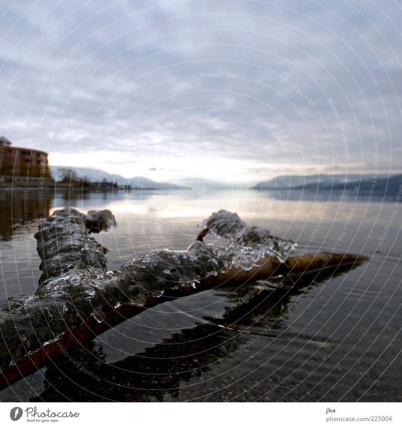 ice Calm Far-off places Winter Nature Water Ice Frost Lakeside Okanagan lake Kelowna Canada North America Wood Freeze Fluid Cold Wet Frozen Death
