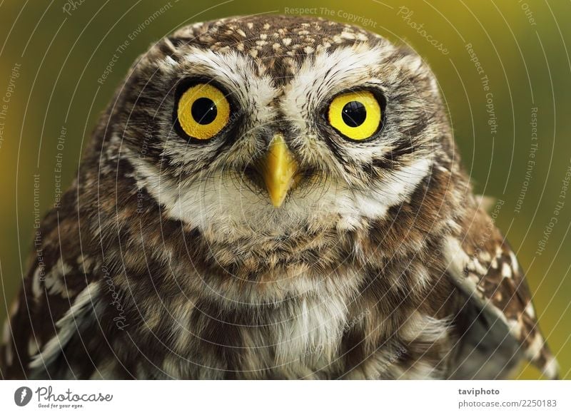 close up of little owl eyes Beautiful Youth (Young adults) Nature Animal Bird Small Natural Cute Wild Brown Yellow Owl predator wildlife Living thing raptor
