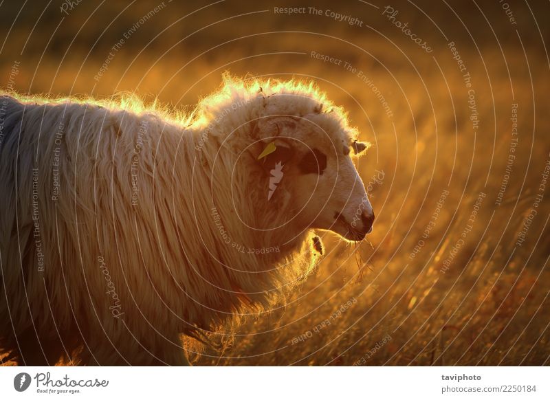 closeup of domestic sheep in orange light Beautiful Summer Environment Nature Landscape Animal Fog Meadow Bright Natural Cute Gold Colour Tradition Sheep
