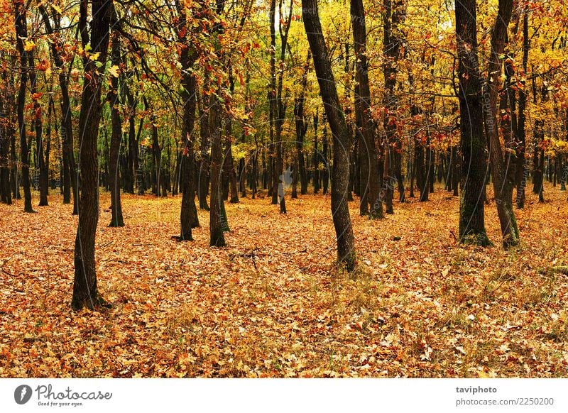 young forest in autumn Beautiful Environment Nature Landscape Autumn Tree Leaf Park Forest Natural Yellow Gold Colour fall Seasons colorful orange light wood