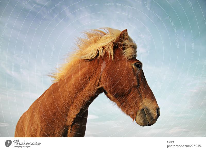 look back Animal Sky Clouds Wind Farm animal Wild animal Horse Animal face 1 Stand Wait Esthetic Friendliness Natural Cute Beautiful Brown Mane Iceland Pony