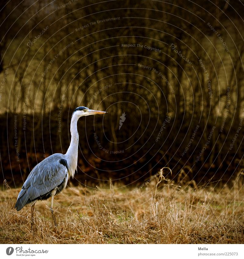 herringbone Environment Nature Animal Grass Bushes Bird Heron Grey heron 1 Going Stand Free Natural Brown Gray Moody Patient Calm Freedom Stride Colour photo