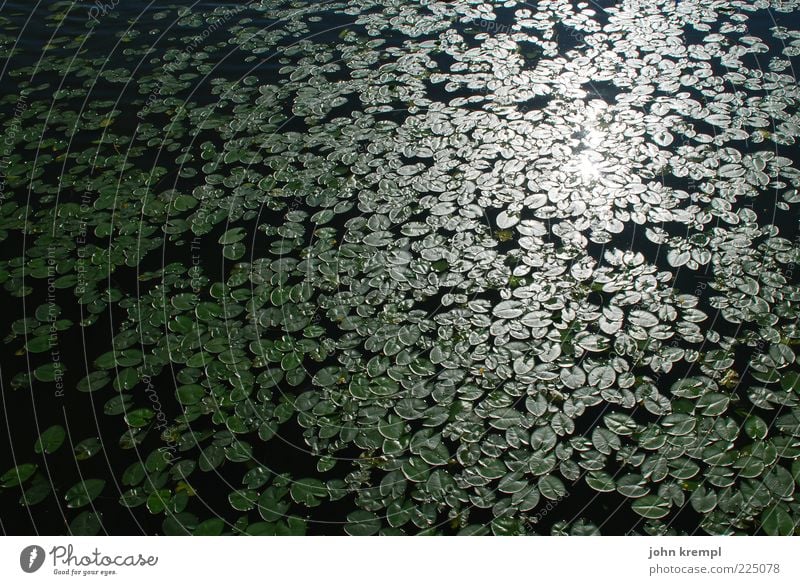 The Companions Water Water lily Water lily pond Green Black Reflection Leaf Many Aquatic plant Colour photo Exterior shot Deserted Sunlight Maximum