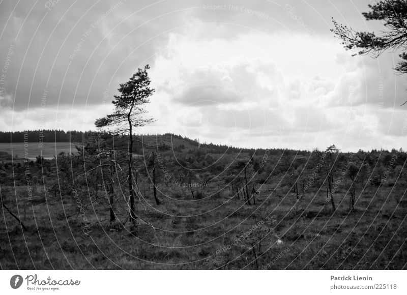 Black Moor (II) Environment Nature Landscape Plant Air Sky Clouds Autumn Weather Wind Tree Wild plant Hill Bog Marsh Dark Gloomy Moody Loneliness