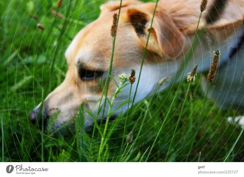 Dog in the grass, looking for something? Nature Elements Summer Grass Meadow Pet 1 Animal Colour photo Exterior shot Day Odor Head Nose Dog's snout
