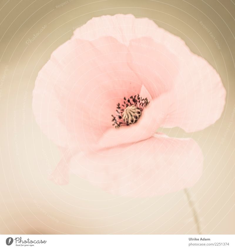 Pink poppy seed Elegant Design Wellness Life Harmonious Well-being Contentment Relaxation Calm Meditation Valentine's Day Mother's Day Nature Plant Summer