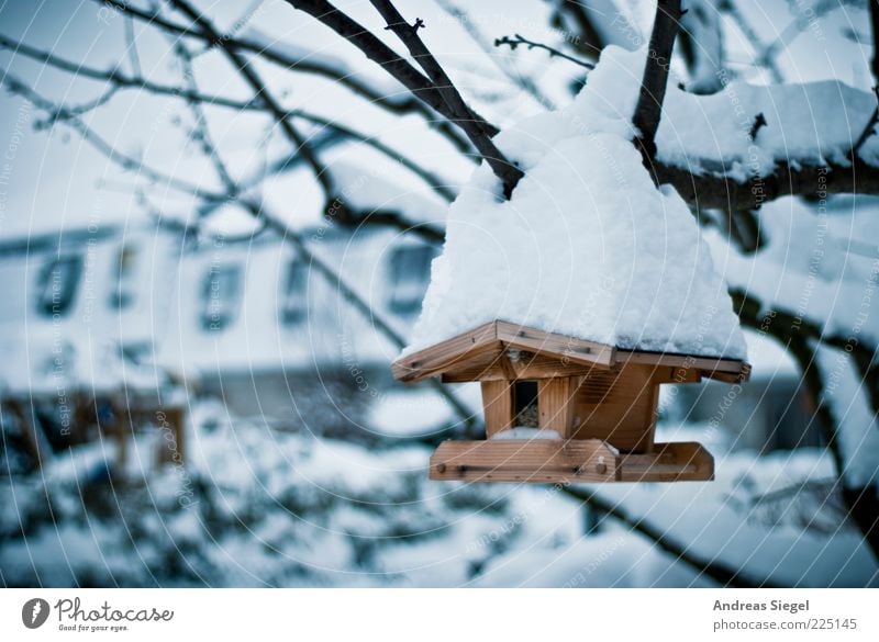 danger of falling Winter Environment Nature Ice Frost Snow Tree Branch Garden Birdhouse Wood Exceptional Cold Weather Colour photo Exterior shot Detail Deserted