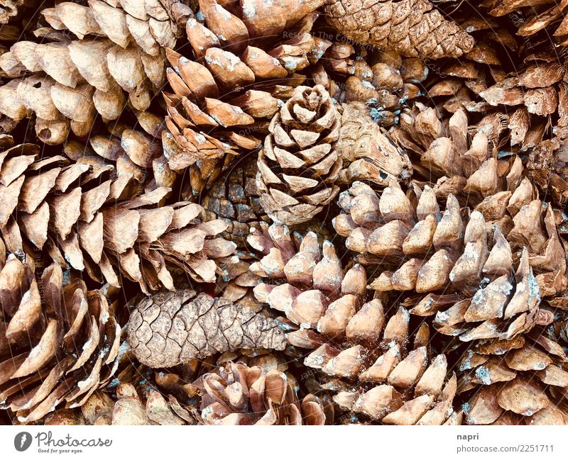 conical Nature Autumn Winter Forest Sustainability Natural Brown Ecological Fir cone Accumulation Collection Decoration Background picture Colour photo