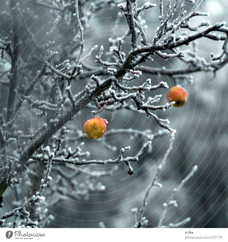 Adam and Eve Environment Nature Winter Ice Frost Plant Tree Apple tree Freeze Hang Authentic Cold Juicy Yellow Gray Red Colour photo Exterior shot Deserted