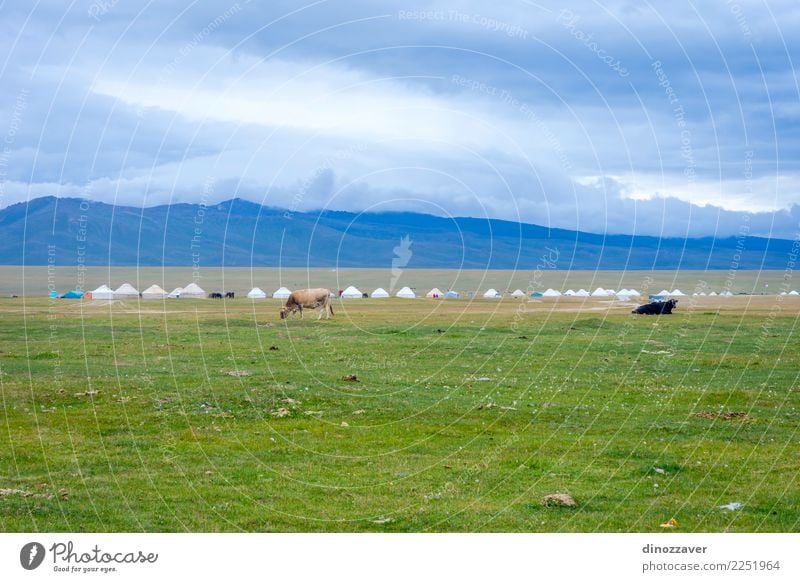 Yurts and cows by Song Kul lake, Kyrgyzstan Vacation & Travel Tourism Camping Summer Mountain House (Residential Structure) Culture Nature Landscape Animal