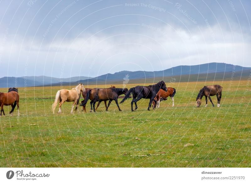 Horses around Song Kul lake, Kyrgyzstan Beautiful Vacation & Travel Tourism Summer Mountain Nature Landscape Sky Clouds Fog Grass Park Meadow Hill Rock Lake