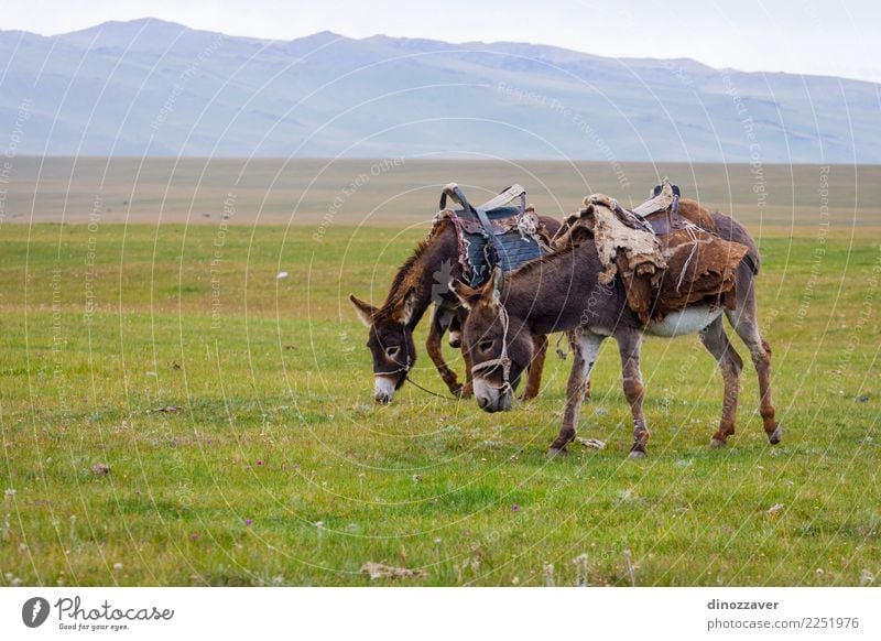 Two donkeys at a pasture Joy Face Vacation & Travel Mountain Baby Bottom Nature Landscape Animal Sky Grass Meadow Village Fur coat Farm animal Horse Funny Cute