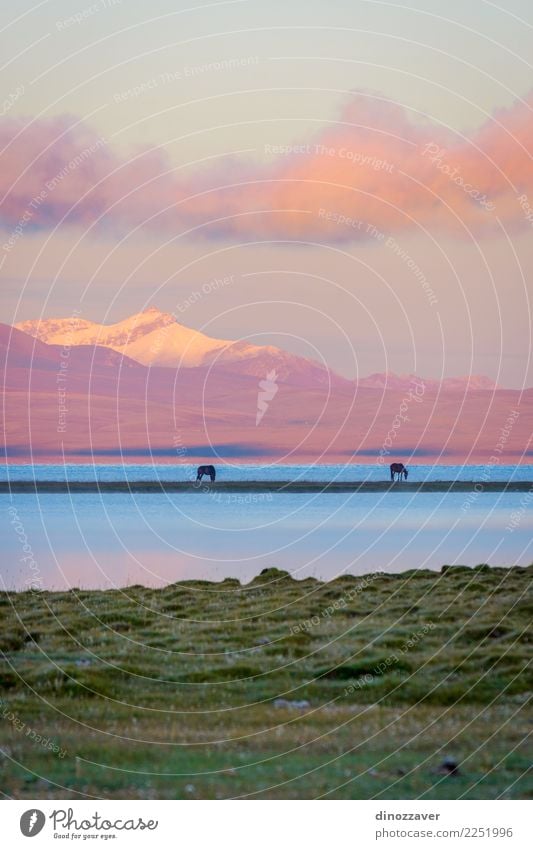 Song Kul lake with horses in sunrise Beautiful Vacation & Travel Summer Snow Mountain Nature Landscape Animal Sky Clouds Fog Grass Park Meadow Hill Rock Lake