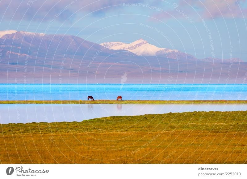 Song Kul lake with horses and mountains Beautiful Vacation & Travel Summer Sun Snow Mountain Nature Landscape Animal Clouds Fog Grass Park Meadow Hill Rock Lake