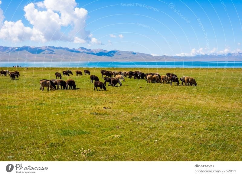 Herd of sheep by Song kul lake Beautiful Vacation & Travel Summer Mountain Nature Landscape Animal Clouds Fog Grass Park Meadow Hill Rock Lake Natural Green