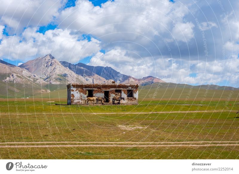 Abandoned house with horses, Song Kul Beautiful Vacation & Travel Summer Mountain House (Residential Structure) Nature Landscape Animal Clouds Fog Grass Park
