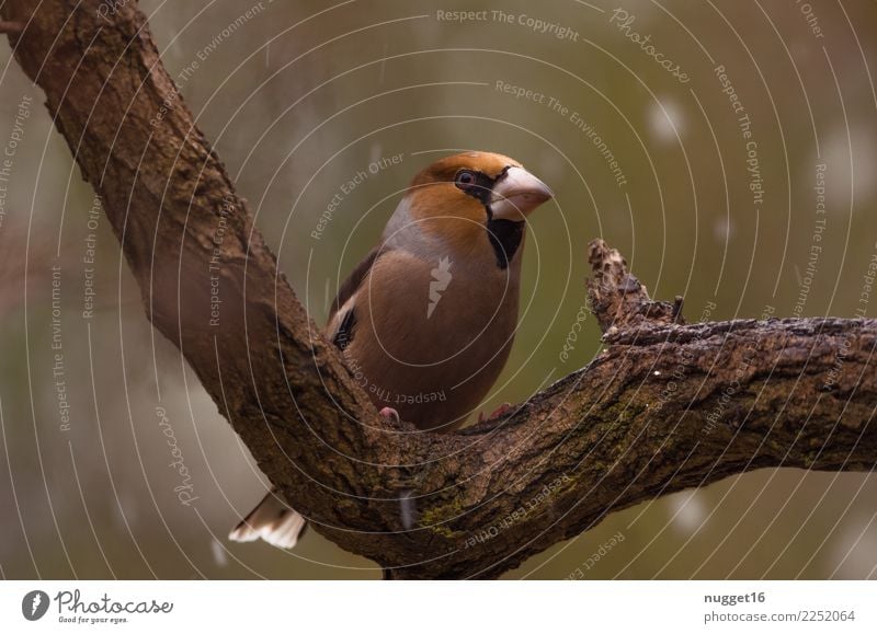 hawfinch Environment Nature Animal Spring Autumn Winter Climate Weather Bad weather Ice Frost Snow Snowfall Tree Garden Park Forest Wild animal Bird Animal face