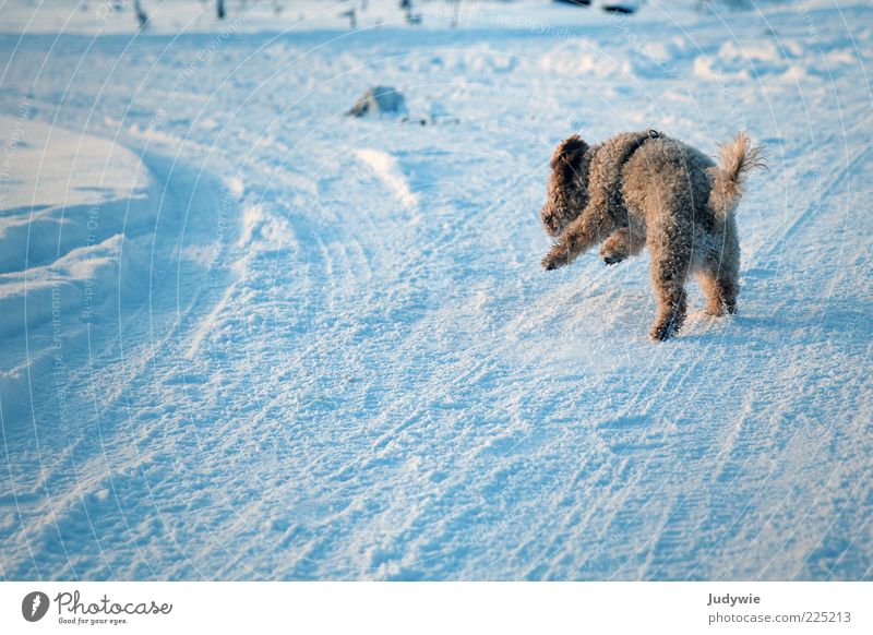And action! Winter Snow Environment Nature Ice Frost Curl Animal Pet Dog Poodle Walking Running Speed Blue Joy Joie de vivre (Vitality) Enthusiasm Brave Passion
