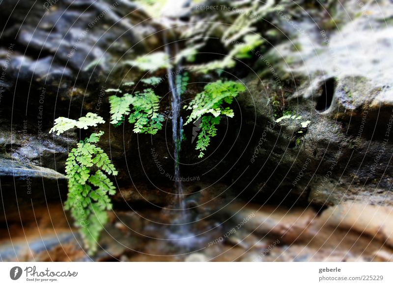 Water fall! Plant Waterfall Small Wet Natural Gray Green Multicoloured Exterior shot Experimental Deserted Day Deep depth of field Splashing Drops of water Fern