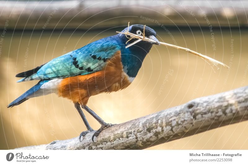 Colorful Starling Environment Nature Animal Sun Sunlight Beautiful weather Tree Branch Twig Wild animal Bird Animal face Wing Claw Beak Eyes Feather 1 Build
