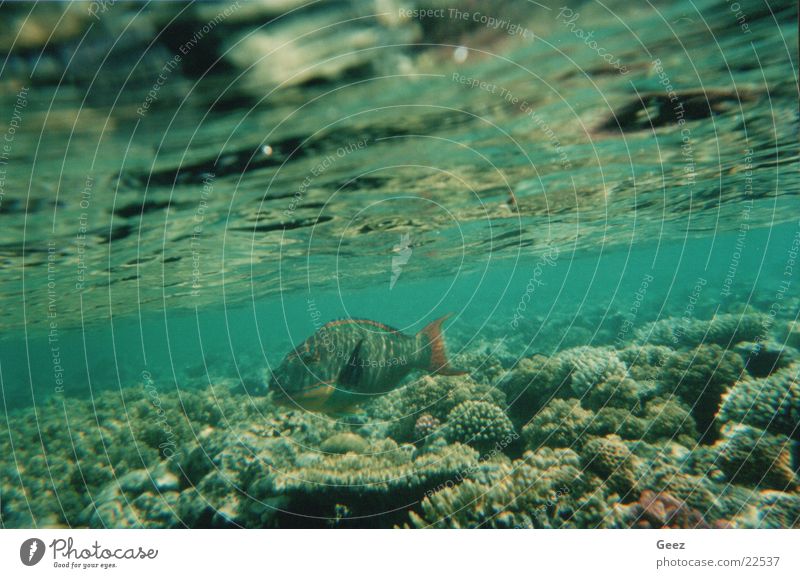 coral Underwater photo coraal fish tropical fish ocean underwater