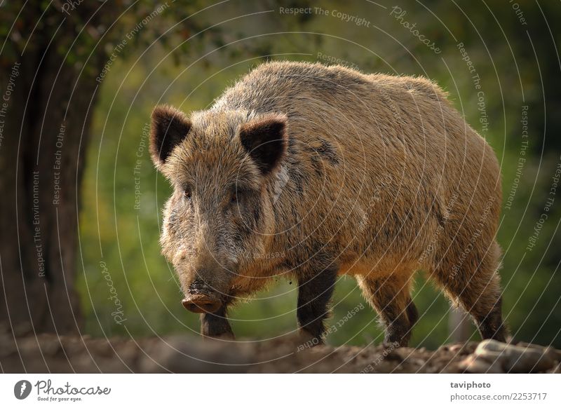 huge wild boar coming towards the camera Beautiful Face Camera Man Adults Environment Nature Animal Autumn Forest Large Strong Wild Brown Dangerous Boar