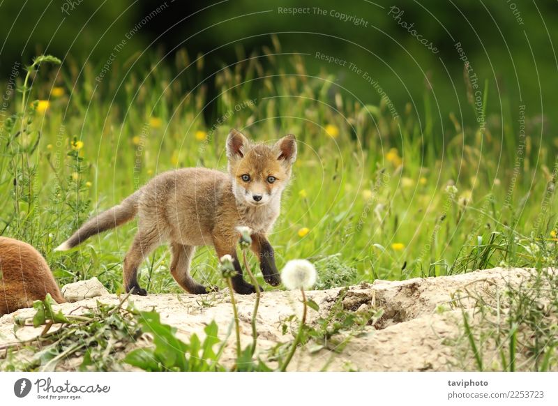 tiny red fox cub Beautiful Baby Environment Nature Animal Grass Meadow Fur coat Dog Baby animal Small Natural Cute Wild Green Red Colour Fox vulpes Strange