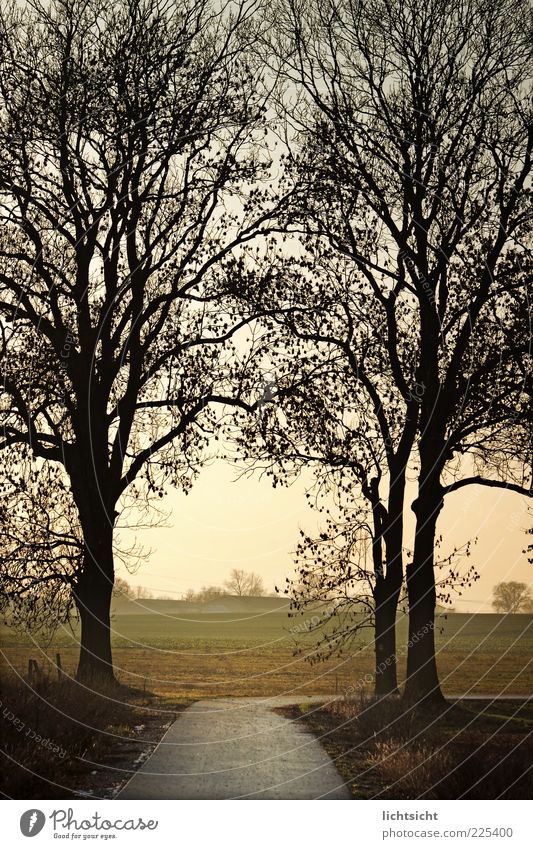behind tree gate right Environment Nature Landscape Autumn Weather Tree Field Forest Outskirts Deserted Anticipation Contentment Loneliness Grief Change