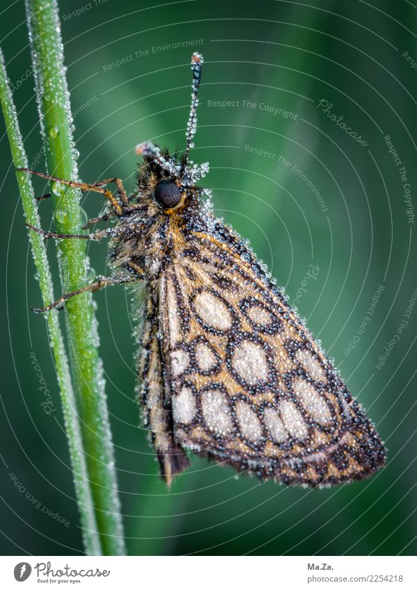 Butterfly with morning dew Nature Drops of water Bog Marsh Animal Wild animal Wing 1 Green Mirror-cornered thick-headed butterfly Dew Colour photo