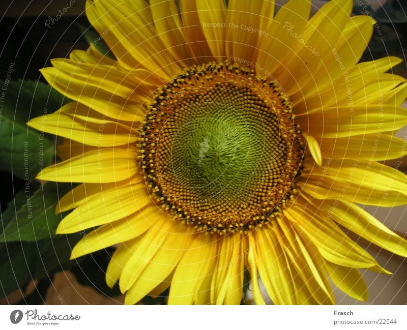 sunflower Summer Field Sunflower