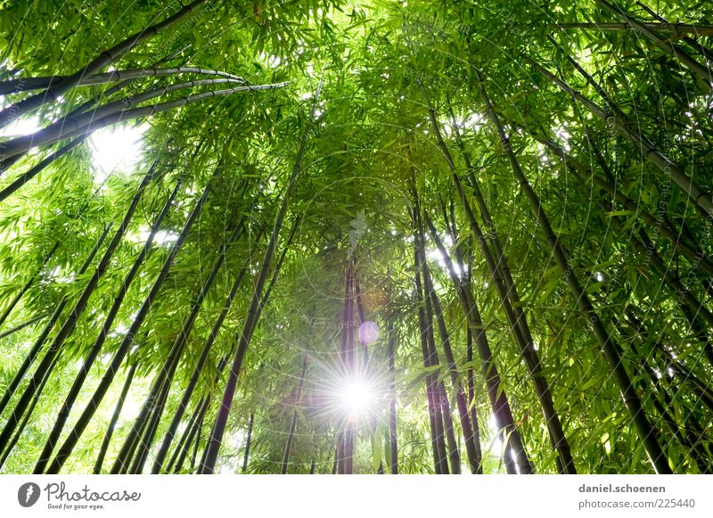recently in Asia Environment Nature Plant Tree Forest Virgin forest Green Growth Bamboo Light Sunlight Sunbeam Worm's-eye view Back-light Leaf canopy Deserted