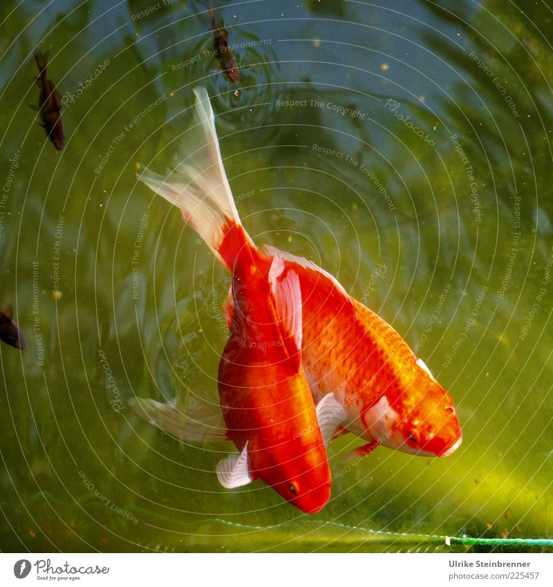 Two goldfish in green water Nature Animal Water Summer Pond Pet Fish Group of animals Pair of animals Animal family Glittering pretty Green Red 2 Offspring Fin