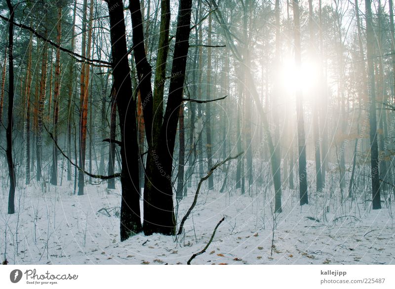 thaw Environment Nature Landscape Plant Winter Fog Ice Frost Snow Tree Wild plant Forest Cold Haze Tree trunk Silhouette Colour photo Multicoloured