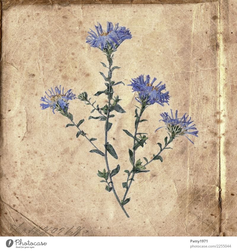 pressed flowers on old paper Plant Flower Paper Piece of paper Characters Old Esthetic Natural Retro Dry Blue Brown Green Contentment Joie de vivre (Vitality)