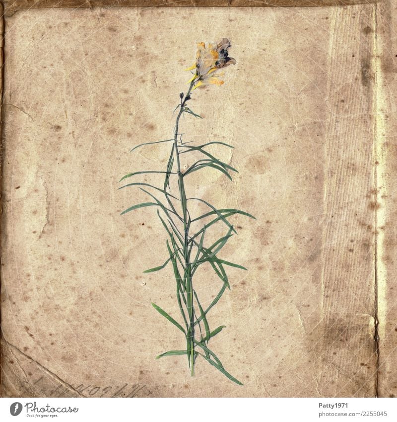 pressed flowers on old paper Plant Flower Paper Piece of paper Characters Old Esthetic Natural Retro Dry Brown Yellow Green Contentment Joie de vivre (Vitality)