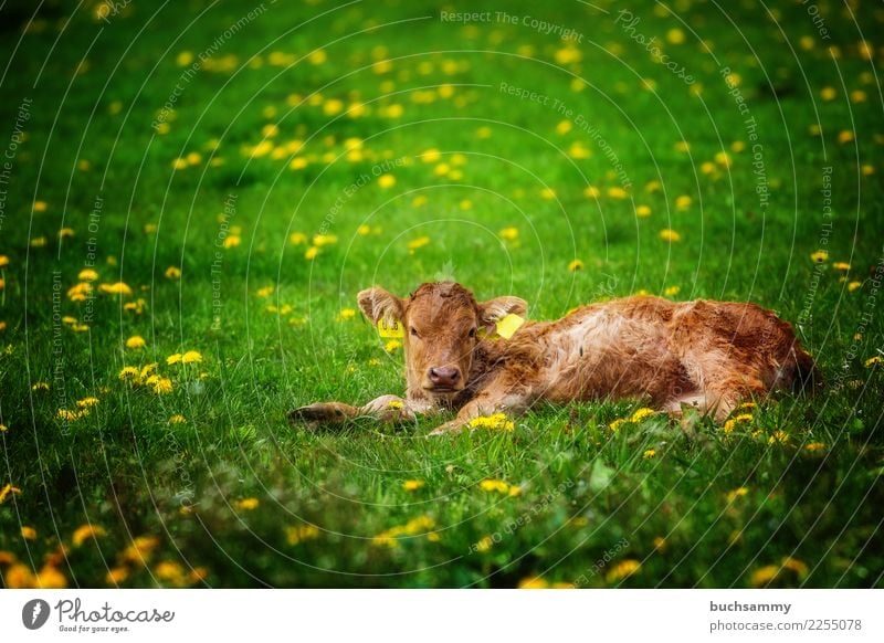 Young calf in the pasture Agriculture Forestry Animal Meadow Farm animal Yellow Green organic organic farming brn youthful Calf Dairy cow Mammal Copy Space