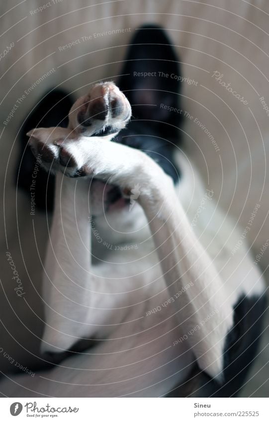 Five more minutes... Animal Dog Paw 1 Lie Dream Brash Cuddly Cute Black White Contentment Joie de vivre (Vitality) Safety (feeling of) Sympathy Colour photo